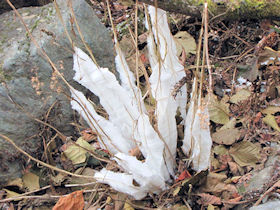 写真：シモバシラ